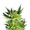 Cookies Auto